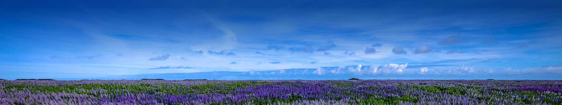上海枫泾公墓